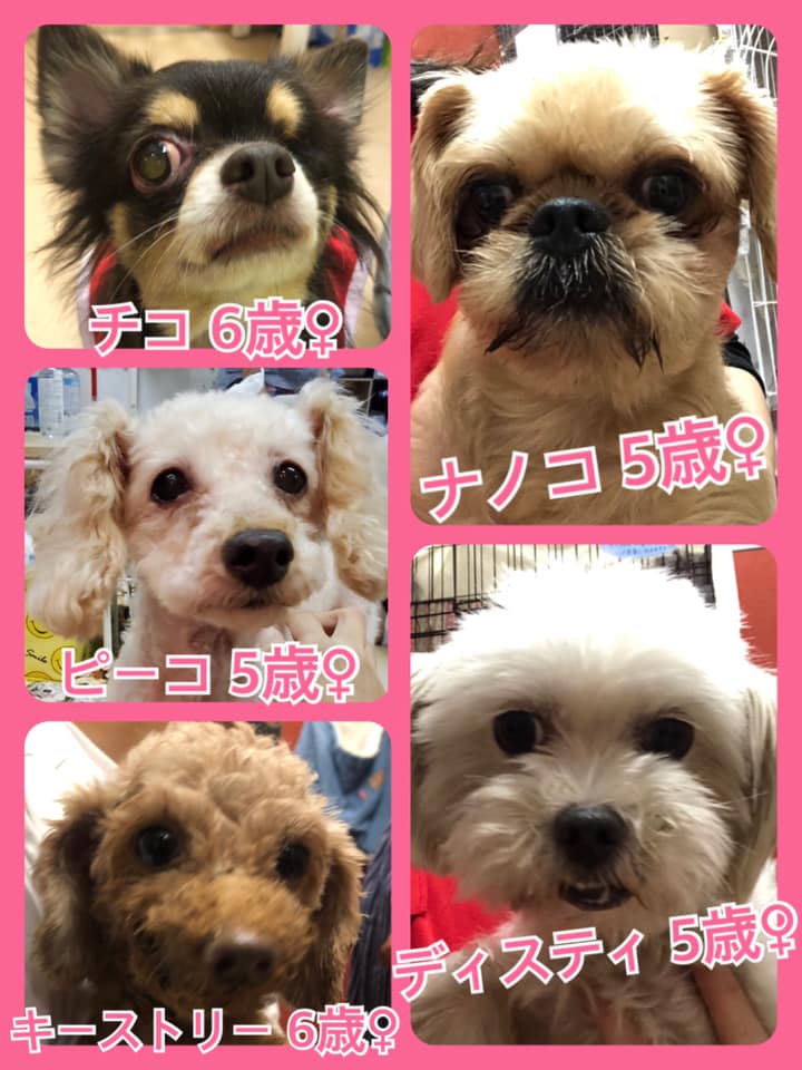 🐾今日の里親様募集中ワンコ🐶メンバーです🐾2020,8,5